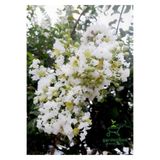 Nura Botanik Beyaz Oya Ağacı Çiçeği Fidanı Saksılı, 30-60 cm, Bahçe Peyzaj Bitkisi