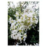 Nura Botanik Beyaz Oya Ağacı Çiçeği Fidanı Saksılı, 30-60 cm, Bahçe Peyzaj Bitkisi