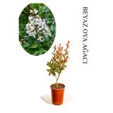 Nura Botanik Beyaz Oya Ağacı Fidanı, 1 Adet, Saksılı, 30-60cm, Çiçekli Ağaç