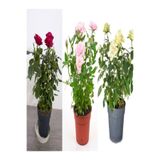 Nura Botanik Beyaz Pembe Sarı Narçiçeği Gül Fidanı, 30-60 cm, 3 Adet Saksılı