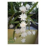 Nura Botanik Beyaz Renk Atlas Çiçeği Sarkıcı Bitki, 10-20 cm, White Epiphyllum