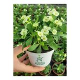 Nura Botanik Beyaz Renk Dikenler Tacı Kaktüsü, 10-15 cm, Euphorbia milii, 1 Adet