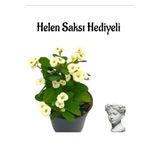 Nura Botanik Beyaz Renk Milii Dikenler Tacı Çiçeği Helen Saksı Hediyeli