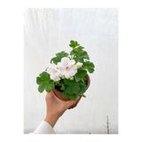 Nura Botanik Beyaz Sakız Sardunya Çiçeği Fidanı, 15-25 cm, Saksılı, Pelargonium