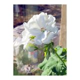 Nura Botanik Beyaz Sardunya Çiçeği, 15-25 cm Saksılı Çiçekli Bodur Bitkiler, Geranium