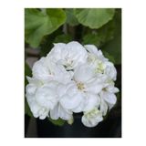 Nura Botanik Beyaz Sardunya Çiçeği, 15-25 cm Saksılı, Geranium