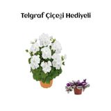 Nura Botanik Beyaz Sardunya Çiçeği, Hediyelik, Telgraf Hediyeli