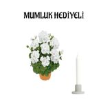 Nura Botanik Beyaz Sardunya Çiçeği, Mumluk Hediyeli