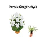 Nura Botanik Beyaz Sardunya Çiçeği, Sevgililer Gününe Özel, Kurdele Hediyeli