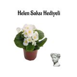 Nura Botanik Beyaz Şeker Begonya Çiçeği, Helen Saksı Hediyeli