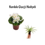 Nura Botanik Beyaz Şeker Begonya Çiçeği, Kurdele Hediyeli, Çiçekli Bodur Bitki