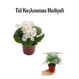 Nura Botanik Beyaz Şeker Begonya Çiçeği, Kuşkonmaz Hediyeli, Hediyelik Bodur Bitki