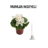 Nura Botanik Beyaz Şeker Begonya Çiçeği, Mumluk Hediyeli, İç Mekan Bitkisi