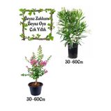 Nura Botanik Beyaz Zakkum Çiçeği 1 Adet + Pembe Oya Ağacı 1 Adet Saksılı Bahçe Seti, 30-60 cm, Çok Renkli