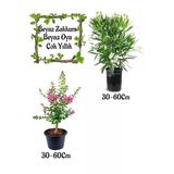 Nura Botanik Beyaz Zakkum Çiçeği 1 Adet + Pembe Oya Ağacı 1 Adet Saksılı Bahçe Seti, 30-60 cm, Çok Renkli