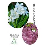 Nura Botanik Beyaz Zakkum Çiçeği 30-60cm, Pembe Erguvan Ağacı Fidanı 50-70cm, Çok Renkli, Set