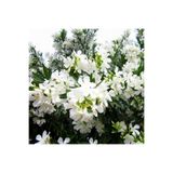 Nura Botanik Beyaz Zakkum Çiçeği, 40-70 cm, Saksılı, White Oleander