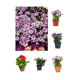 Nura Botanik Bodrum Papatyası, 5 Renk Çeşidi, 20-15 cm, 5 Adet Gazania Bitkisi