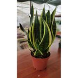 Nura Botanik Bodur Bol Yavrulu Paşa Kılıcı Sansevaria Peygamber Kılıcı Çiçeği, 50 cm