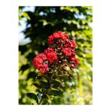 Nura Botanik Bodur Kırmızı Oya Ağacı, 1 Adet Saksılı, 40-70 cm, Bahçe Bitkisi, Red Lagerstroemia Indica