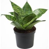 Nura Botanik Bodur Paşa Kılıcı Hava Temizleyici Sansevieria Zeylanica Mini Boy - Çok Renkli