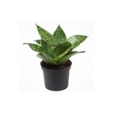 Nura Botanik Bodur Paşa Kılıcı Hava Temizleyici Sansevieria Zeylanica Mini Boy