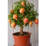 Nura Botanik Bodur Süs Narı 1. Kalite Bahçe Balkon Salon Bitkisi 25 -30 Cm