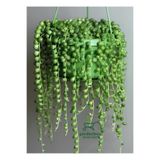 Nura Botanik Boncuk Tespih Çiçeği, 1 Adet, Makrome Saksılı, 20-30 cm, Senecio rowleyanus
