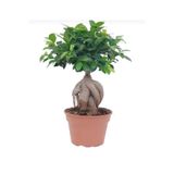 Nura Botanik Bonsai 25-30cm Canlı Ev Salon Bitkisi, Ofis Bitkisi