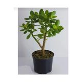 Nura Botanik Bonsai Crassula Ovata Para Ağacı, Çiçekli Bodur Bitki