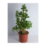 Nura Botanik Bonsai Crassula Ovata Para Bereket Ağacı, 10 Yaş