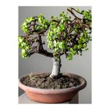 Nura Botanik Bonsai Yapımına Uygun Yeşim Para Bitkisi, Saksılı, 15-30cm, Salon Çiçeği