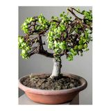 Nura Botanik Bonsai Yapımına Uygun Yeşim Para Bitkisi, Saksılı, 15-30cm, Salon Çiçeği