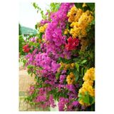 Nura Botanik Bougainvillea Begonvil Fidanı, 40-60 cm, Saksıda, Çok Renkli