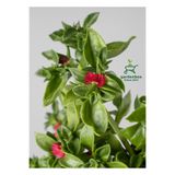 Nura Botanik Buz Çiçeği, 1 Adet Saksılı, 10-20 cm, Delosperma