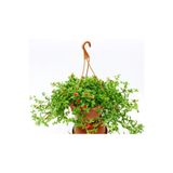 Nura Botanik Buz Çiçeği Askılı Saksıda, Aptenia Cordifolia, Kırmızı Çiçek