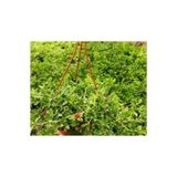 Nura Botanik Buz Çiçeği Fidanı, Askılı Saksıda, 20-30cm, Yoğun Çiçekli