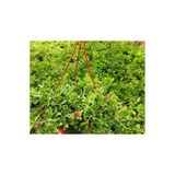 Nura Botanik Buz Çiçeği Fidanı, Askılı Saksıda, 20-30cm, Yoğun Çiçekli