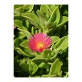 Nura Botanik Buz Çiçeği Fidesi, 30 Adet, 15-30cm Saksılı, Ice Flower