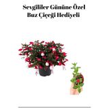 Nura Botanik Buz Çiçeği, Kadınlar Gününe Özel Hediyelik Küpeli Çiçek, Kırmızı-Beyaz