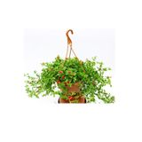 Nura Botanik Buz Çiçeği Makrome Saksılı, 15-25 cm, Delosperma