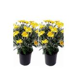 Nura Botanik Çalı Papatyası Sarı, 25-30 cm, 2 Adet Saksılı Canlı Bitki