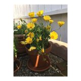Nura Botanik Çalı Papatyası Sarı, 5-10 cm, 1 Adet Saksılı Canlı Bitki (Euryops Pectinatus)