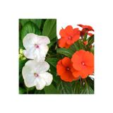 Nura Botanik Cam Güzeli Çiçeği Fidesi, 2 Canlı Renk, 15-30 cm, Saksılı, 2 Adet