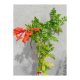 Nura Botanik Campsis Radicans Sarmaşık Acem Borusu Çiçeği, 50-70 cm, Saksılı, Kırmızı
