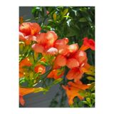 Nura Botanik Campsis Radicans Turuncu Borazan Çiçeği, 50-70cm, 1 Adet