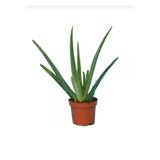 Nura Botanik Canlı Aloevera Bitkisi, 15cm, Saksılı