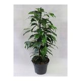 Nura Botanik Canlı Benjamin Çiçeği Ficus Benjamina, 1 Adet, Saksılı, 40-60cm