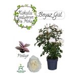 Nura Botanik Canlı Beyaz Gül Fidanı Saksıda 30-50cm, Pembe Telgraf Çiçeği