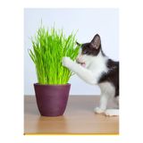 Nura Botanik Canlı Filizli Kedi Otlu Kedi Çimi, Saksıda 15-20 cm, Yeşil